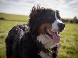 Recuerda que todo ser vivo requiere cuidados constantes para preservar su salud. EL INFORMADOR/ Archivo