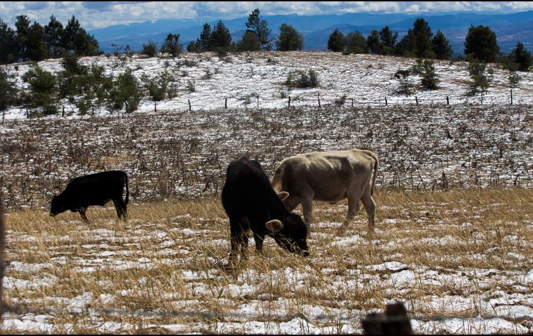 Este jueves 21 de diciembre de 2023, a las 21:27 horas, tiempo del centro de México, inicia el solsticio de invierno en el hemisferio norte. AFP / ARCHIVO