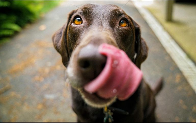 La idea es develar aquellas expresiones, palabras o frases que los perros son capaces de entender y que aman más que otras.
