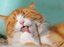 El video fue transmitido en alta definición a pesar de la separación de millones de kilómetros. ESPECIAL / PEXELS