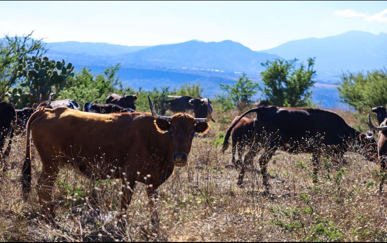 Los toros de lidia crecen y se desarrollan en libertad para así conservar su bravura e instintos, necesarios para la Fiesta. EL INFORMADOR/A. Navarro