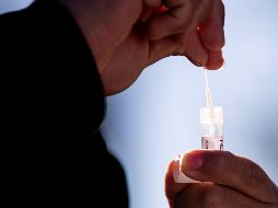 Para abordar esta creciente amenaza, la OMS publicó una lista de 19 hongos prioritarios que representan la mayor amenaza para la salud pública. EFE / ARCHIVO