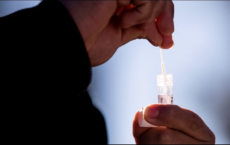 Para abordar esta creciente amenaza, la OMS publicó una lista de 19 hongos prioritarios que representan la mayor amenaza para la salud pública. EFE / ARCHIVO