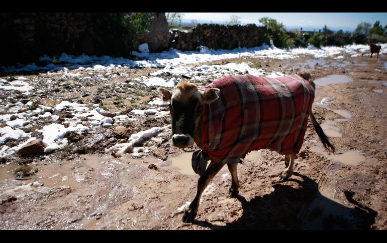 En todos estos municipios no se registran nevadas, sin embargo, aunque han ocurrido, lo más probable es que lleguen a presentarse heladas. EL INFORMADOR / ARCHIVO