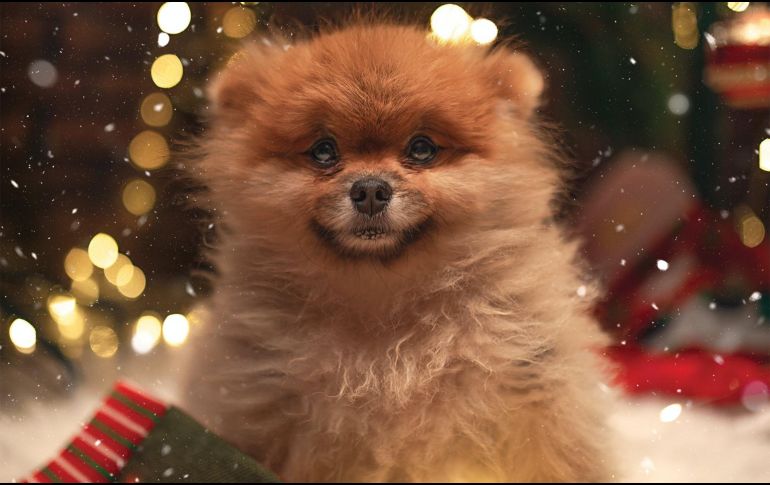 La adopción responsable siempre evitará el abandono de animales de compañía. PEXELS/Ali Pazani