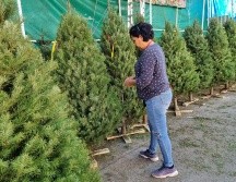 Este 2023, los árboles navideños se vendieron desde mil a casi 2 mil pesos. EL INFORMADOR / J. VELAZCO