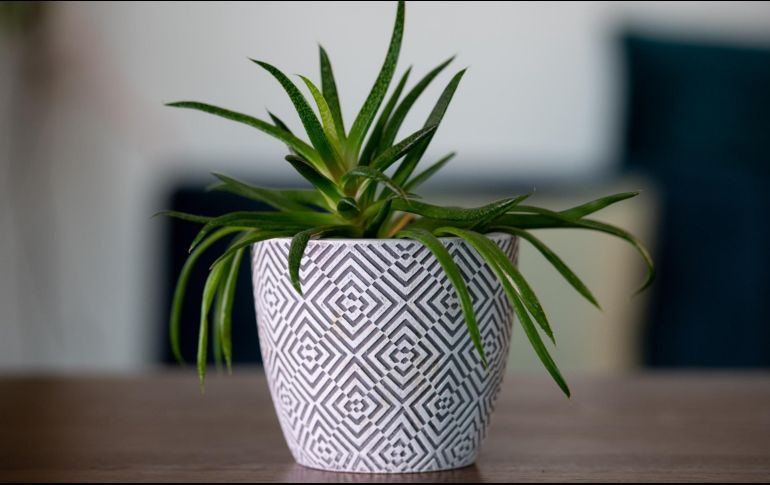 En cada rincón del mundo vegetal, se esconden maravillas y datos que desafían nuestra comprensión. Unsplash.