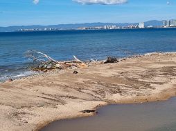 Habitantes de Puerto Vallarta dicen que es común ver cocodrilos en el Río Cuale. EL INFORMADOR / O. Álvarez