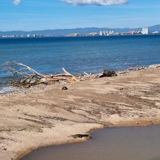 Sigue sorprendiendo aparición de cocodrilos en playas de Vallarta (VIDEO)