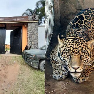 Decomisan un tigre, un jaguar, armas y droga tras dos cateos en Ixtlahuacán del Río