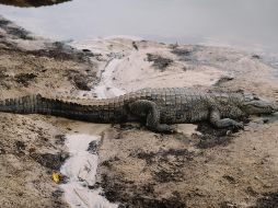 El Santuario de Cocodrilos de Puerto Vallarta puede ser una buena opción a considerar para comprender la importancia de esta especie en el ecosistema. Unsplash.