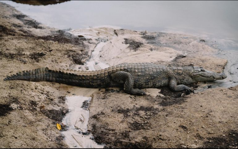 El Santuario de Cocodrilos de Puerto Vallarta puede ser una buena opción a considerar para comprender la importancia de esta especie en el ecosistema. Unsplash.