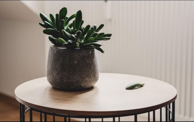 Estas adaptaciones no solo aseguran la supervivencia, sino que también preparan el escenario para el renacimiento cuando la primavera despierte nuevamente la naturaleza. Unsplash.