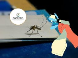  En caso de haber adquirido este producto y sufrir intoxicación se deberá acudir de forma inmediata a servicios médicos. UNSPLASH /  M. Girish