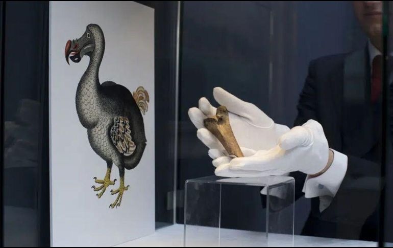 Hasta ahora, las observaciones y los fósiles mostraban que desde el final del Pleistoceno. AP / ARCHIVO