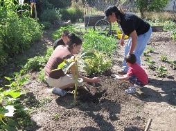 Las acelgas y espinas son ideales para plantar en enero. EL INFORMADOR/ ARCHIVO