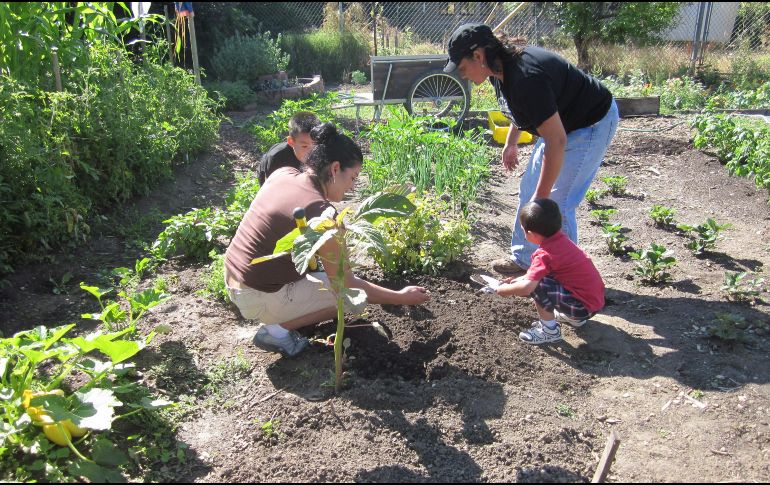 Las acelgas y espinas son ideales para plantar en enero. EL INFORMADOR/ ARCHIVO