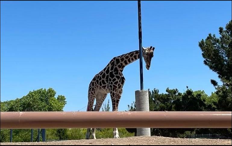 Denuncian maltrato animal en Ciudad Juárez. X/@PROFEPA_Mx