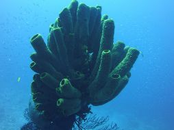 Las expectativas que suscita el descubrimiento podrían, a largo plazo, ayudar en terapias experimentales para la regeneración ósea. UNSPLASH / R. Schouten