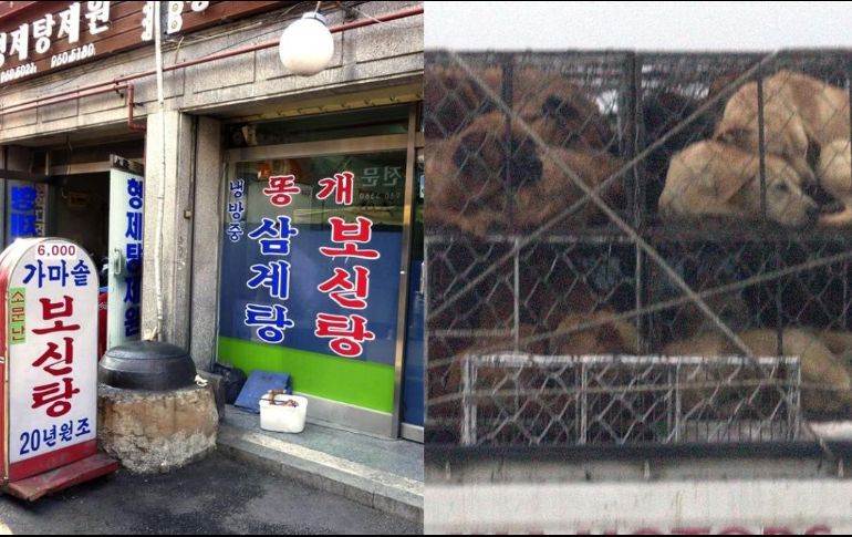 En el caso de Corea del Sur, el Parlamento decidió este martes ilegalizar a partir de 2027 la cría y venta de perro para consumo humano. EFE / ARCHIVO