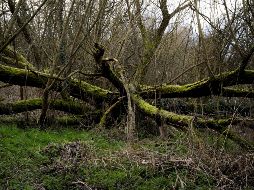 El horóscopo celta relacionaba los nacimientos con árboles designados a los dioses, ¿cuál es el tuyo? ESPECIAL / Freepik Wirestock