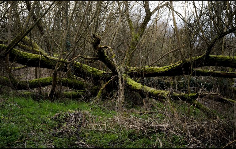 El horóscopo celta relacionaba los nacimientos con árboles designados a los dioses, ¿cuál es el tuyo? ESPECIAL / Freepik Wirestock