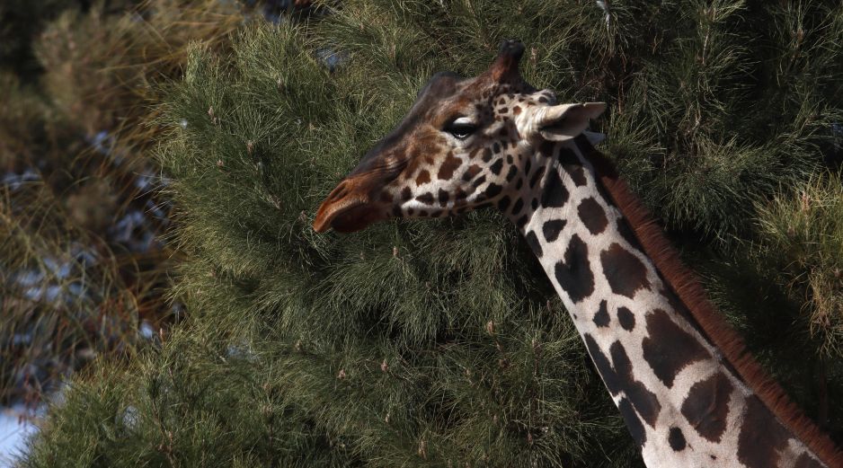 El video de Nirvana Hank ha causado gran indignación en redes sociales. EFE/ L. Torres