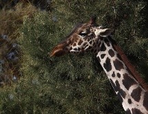 El video de Nirvana Hank ha causado gran indignación en redes sociales. EFE/ L. Torres