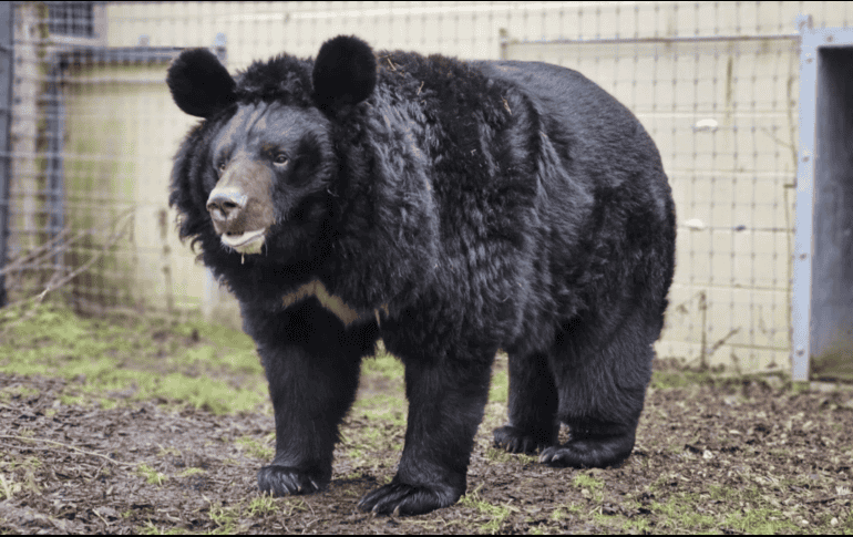 Yampil, que antes se llamaba Borya, fue descubierto por los soldados ucraniano. AP