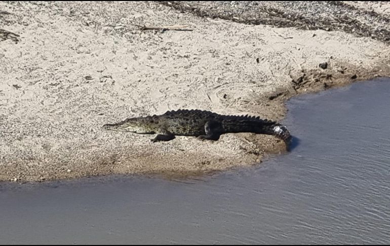 Las autoridades y los habitantes de Puerto Vallarta ya han advertido sobre las 