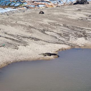 Cocodrilo sorprende a turistas cazando a su presa en Vallarta (VIDEO)