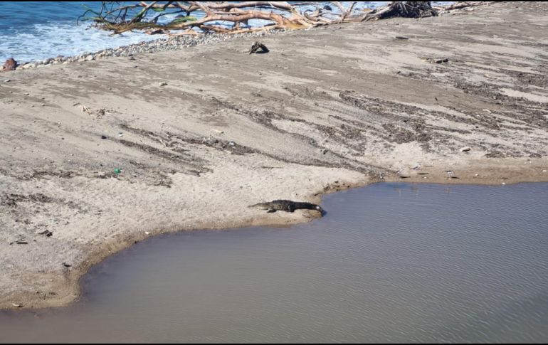 Los cocodrilos de Puerto Vallarta no tienen un apetito insaciable, como comúnmente cree el grueso de la población, acrecentando el mito de que son peligrosos. EL INFORMADOR / O. Álvarez