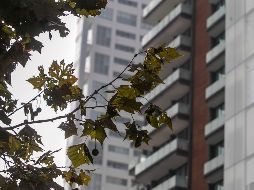 México ocupa tres lugares en la lista, Ciudad de México, Monterrey y Guadalajara perfilan como ciudades muy caras en toda América Latina. EL INFORMADOR / ARCHIVO