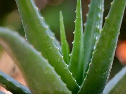 ALOE VERA. Reconocido por sus propiedades hidratantes, penetra en la piel de manera única. ESPECIAL / Foto de pisauikan en Unsplash