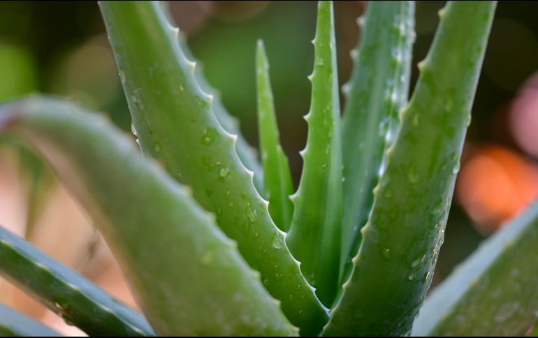 ALOE VERA. Reconocido por sus propiedades hidratantes, penetra en la piel de manera única. ESPECIAL / Foto de pisauikan en Unsplash