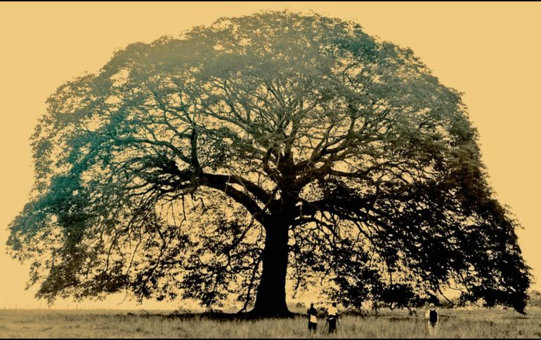 Este documental aborda la vida de Beno Lieberman, destacado folclorista y promotor musical. ESPECIAL