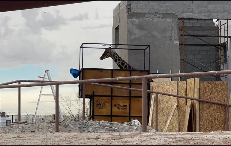 El transporte se trata de un remolque de cerca de seis metros de altura. X/ @SalvemosABenito