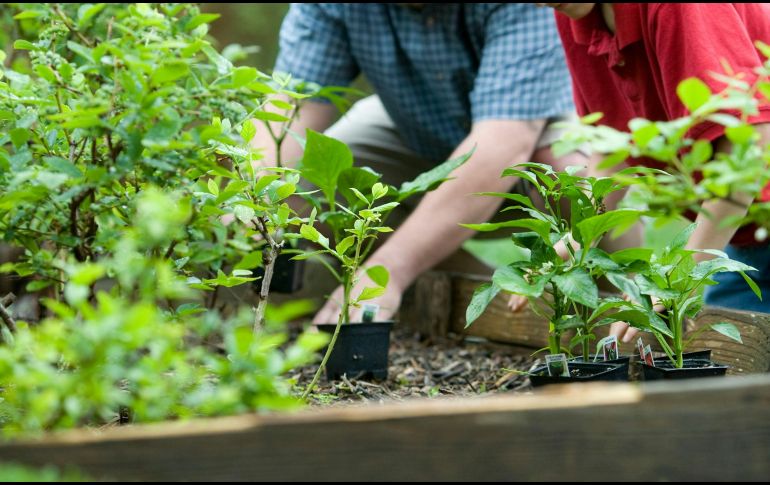 Recolecta las cáscaras de huevo y lávalas para eliminar restos de membranas. UNSPLASH / CDC