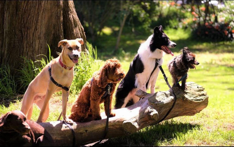 Hay muchas cosas que los perros no toleran de los seres humanos. ESPECIAL/ Foto de Bruce Warrington en Unsplash