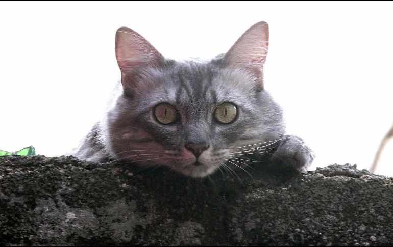Estas mascotas necesitarán alimentarse con leche formulada para gatos. NOTIMEX/ G- Durán.