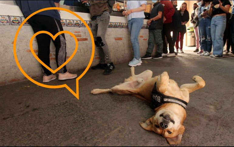 ¿Sabes por qué tiemblan los perros? En esta nota te contamos si deberías preocuparte de ello. SUN / ARCHIVO