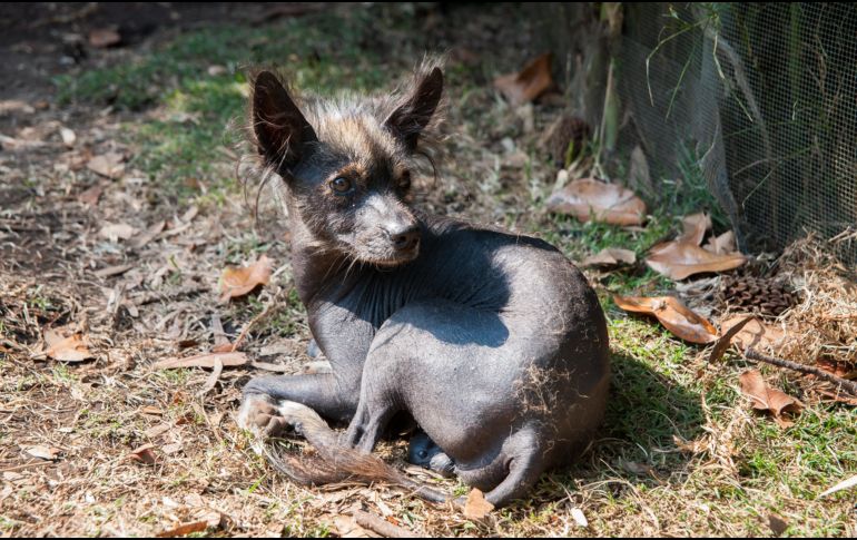 El Xoloitzcuintle  fue enviado por el dios Xólotl. EL INFORMADOR/ ARCHIVO