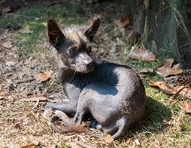 El Xoloitzcuintle  fue enviado por el dios Xólotl. EL INFORMADOR/ ARCHIVO