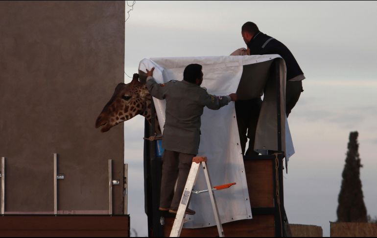 Las jirafas estanen peligro de extinción, por lo que Benito es un individuo de suma importancia para la conservación de la especie. AP/ C. Chávez