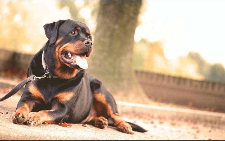 El tamaño del Gran Danés puede ser impactante, pero razas como el Dóberman, Rotweiller o el Pitbul suelen ser más amenazantes.