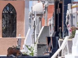 El Inegi resaltó que el COVID-19 dejó de aparecer entre las 10 principales causas de muerte, con solo 3 mil 206 en el periodo. EL INFORMADOR / ARCHIVO