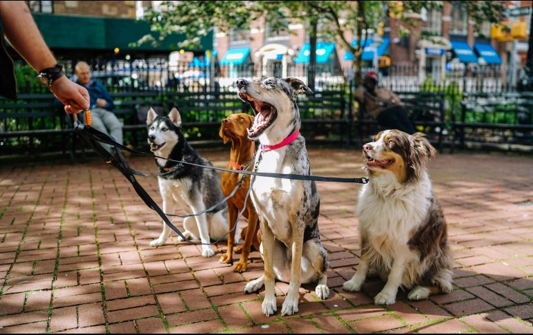 Sigue siendo el perro más caro del planeta y un caso excepcional. UNSPLASH / M. NELSON