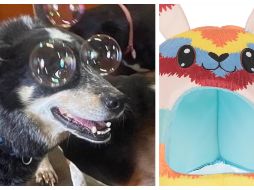 El artículo con descuento especial de Liverpool del día de hoy es una linda cama para perros.EL INFORMADOR / ARCHIVO / ESPECIAL / LIVERPOOL