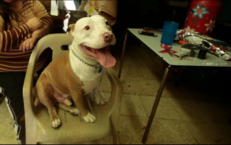 Esto dice la ciencia sobre la fascinante capacidad de los perros de identificar el lenguaje de los humanos. EL INFORMADOR / ARCHIVO