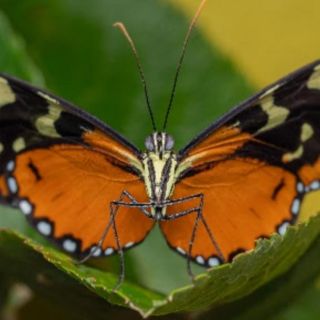 “Bichos: Una aventura en miniatura” se estrena hoy en Disney+